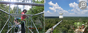 観測櫓での光合成測定・アマゾンの熱帯林にて