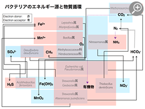 化学合成細菌群集と群集が駆動する物質循環。細菌が代謝を依存する電子ドナーとアクセプターをそれぞれ赤と青で示す。