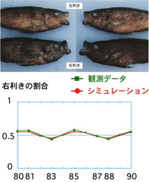 魚類の左右性の振動と進化