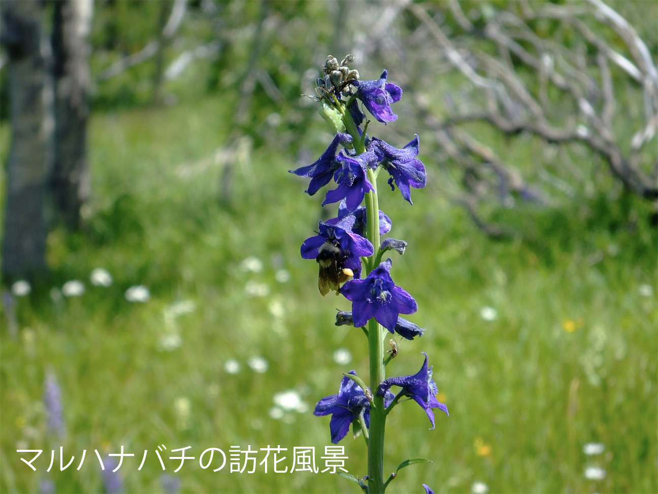 植物の繁殖生態に関する研究