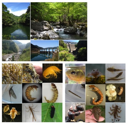 陸水生態系における生物多様性維持機構に関する研究