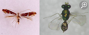 潜葉性蛾類の一種と，その幼虫に寄生するハチの一種