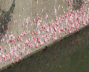 生物の少ない溜め池の壁面に大量に産み付けられた外来種スクミリンゴガイの卵塊